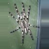 plant/Poecilotheria Regalis 1”-0-thumbnail