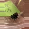 plant/phiddipus Ardens-0-thumbnail