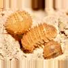 plant/5ct Pineapples spiky-0-thumbnail