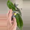 plant/465 Hoya AH 068 cutting-0-thumbnail