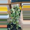 plant/variegated Hoya rope plant, also known as Hindu Rope Hoya-0-thumbnail