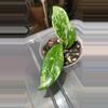 plant/Hoya AH-074 (also known as 'Silver Moon')-1-thumbnail