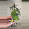plant/466 Hoya caudata (reverted silver) cutting-0-thumbnail