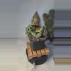plant/295 euphorbia clivicola 2.75" pot-0-thumbnail