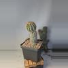 plant/293 Stacker Echinopsis CV zulk Balls 4" pot-0-thumbnail