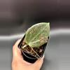 plant/Hoya ‘Pink Crush’ Wibergiae DMW001-0-thumbnail