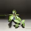 plant/1437 Hoya GEH2302-98 ('Swiffer's Dream' x 'Chicken Farm')-0-thumbnail