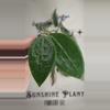 plant/471 Hoya verticillata cutting-0-thumbnail