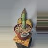 plant/277 peen cactus 4" pot-0-thumbnail