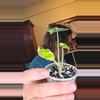 plant/Varigated Frydek pup-0-thumbnail