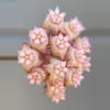 plant/474 Hoya nicholsoniae x ‘Joy’ MB cutting-1-thumbnail