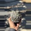 plant/Mutant 3.75x3.75-0-thumbnail