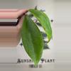plant/469 Hoya ‘Jennifer’ cutting-0-thumbnail