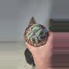 plant/287 brain mammillaria microthele 4" pot-0-thumbnail