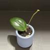 plant/1647 Hoya 'Erika's Heart' (GEH2301-2)-0-thumbnail