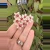 plant/466 Hoya caudata (reverted silver) cutting-1-thumbnail