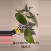 plant/468 Hoya hanhiae cutting-0-thumbnail