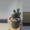 plant/257 mutant on graft 4" pot-0-thumbnail