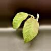 plant/🦄 Hoya Dragon Egg 🐉 #894-0-thumbnail