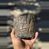 plant/Muddy 4.25x4H-0-thumbnail