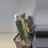 plant/317 pelecyphora aselliformis crest on graft-0-thumbnail