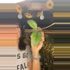 plant/Transients-0-thumbnail
