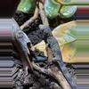 plant/eurydactylodes occidentalis-0-thumbnail