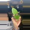 plant/heart leaf splash-0-thumbnail