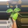 plant/rtx01-0-thumbnail