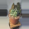 plant/356 Astro myrio kikko 4" pot nice form-0-thumbnail