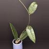 plant/1820 Hoya meredithii sp. Aceh (splash)-0-thumbnail