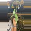 plant/pub silver splash-0-thumbnail