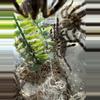 plant/Poecilotheria Metallica 2+”-0-thumbnail