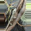 plant/eurydactylodes vieillardi young male-0-thumbnail