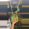 plant/ah 001 Vietnam-0-thumbnail