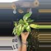 plant/Verticillata inner var-0-thumbnail