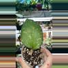 plant/Hoya patcharawalai 077-1-thumbnail