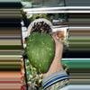 plant/Hoya patcharawalai 077-0-thumbnail