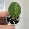 plant/0078 Hoya 'Moon Glow' (GEH0004)-0-thumbnail