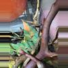 plant/eurydactylodes agricolae #1-0-thumbnail