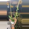 plant/Rotundiflora-0-thumbnail