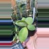 plant/Hoya 'Chouke'-0-thumbnail