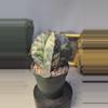 plant/393 Astor myrio Variegated 4" pot-0-thumbnail