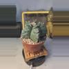 plant/388 Astro myrio kikko 4" pot-0-thumbnail