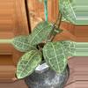 plant/Hoya elliptica-1-thumbnail