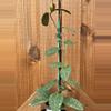 plant/Hoya elliptica-0-thumbnail