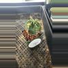 plant/1003PS101 Gymnocalycium baldianum-0-thumbnail