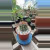 plant/Ferocactus viridence-0-thumbnail