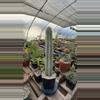 plant/Pilosocereus ulei-0-thumbnail