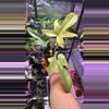 plant/Philodendron Florida Ghost-0-thumbnail